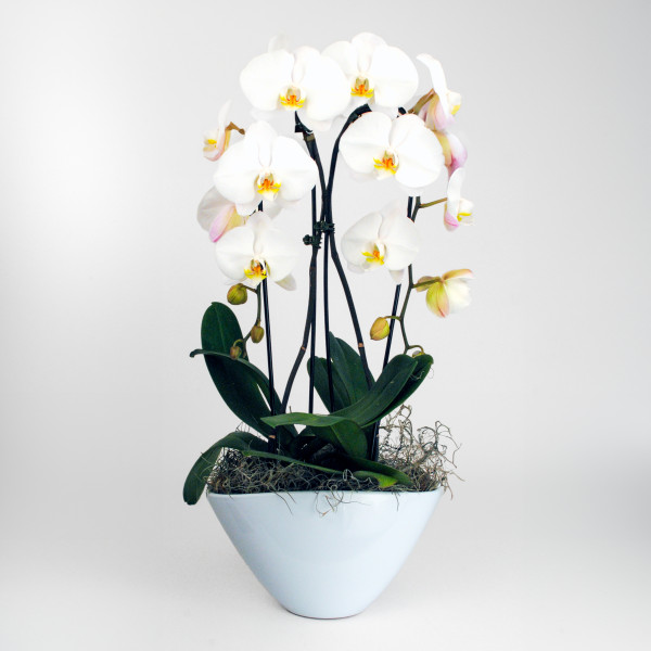 White Orchid Ensemble