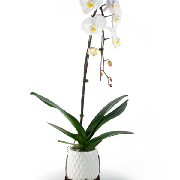 Mod Orchid Planter 