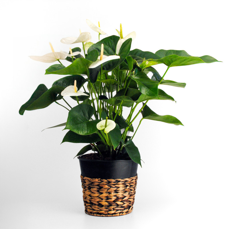 White Anthurium Plant - Same Day Delivery