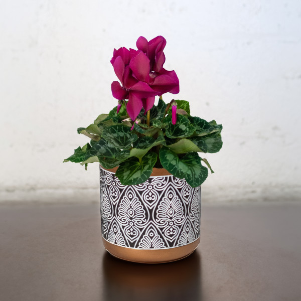 Blooming Cyclamen Plant