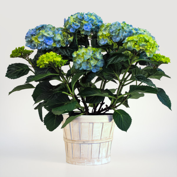 Blue Skies Hydrangea Plant