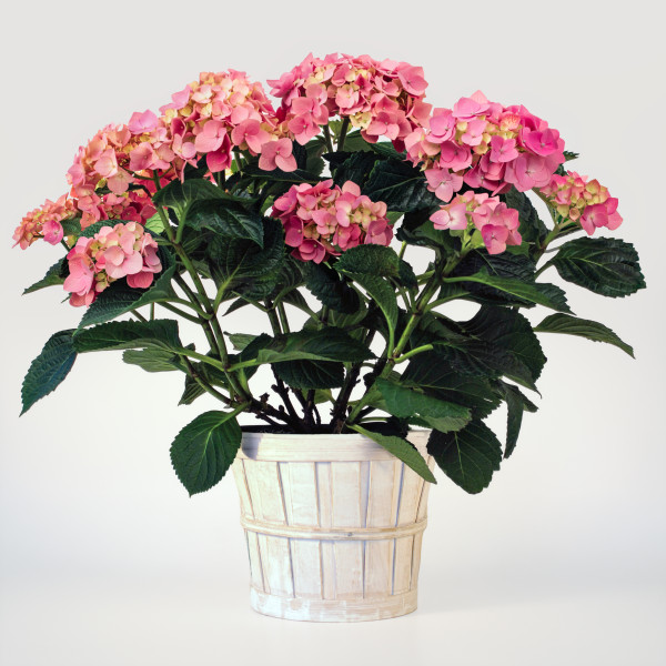 Pink Petal Hydrangea Plant