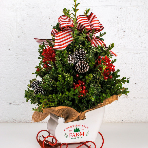 Christmas Sleigh Ride Boxwood Tree Bouquet