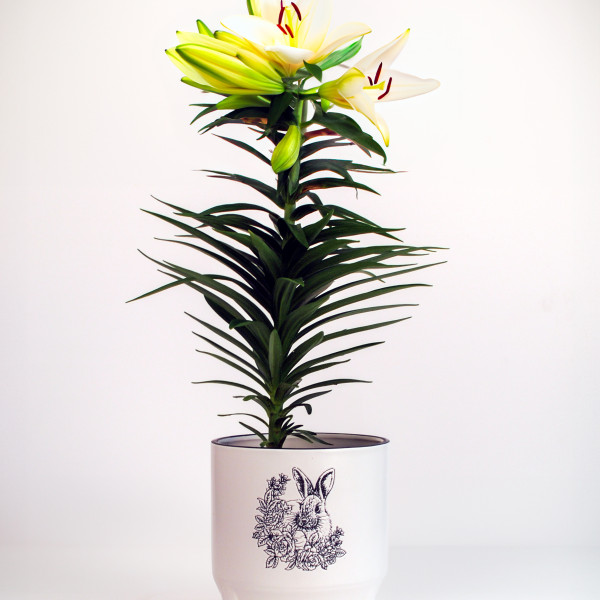 Easter Lily Garden Planter