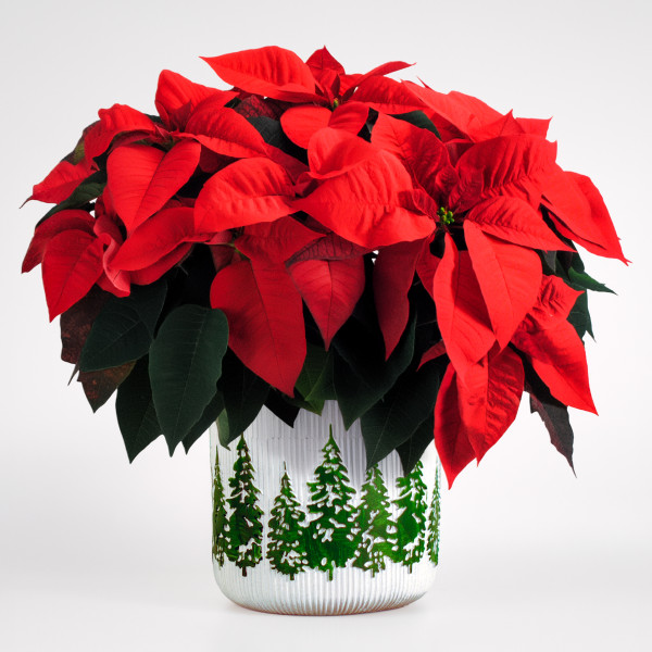 Winter Pines Poinsettia