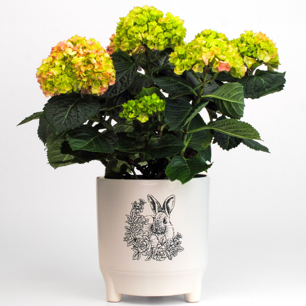 Pink Hydrangea Ceramic Planter