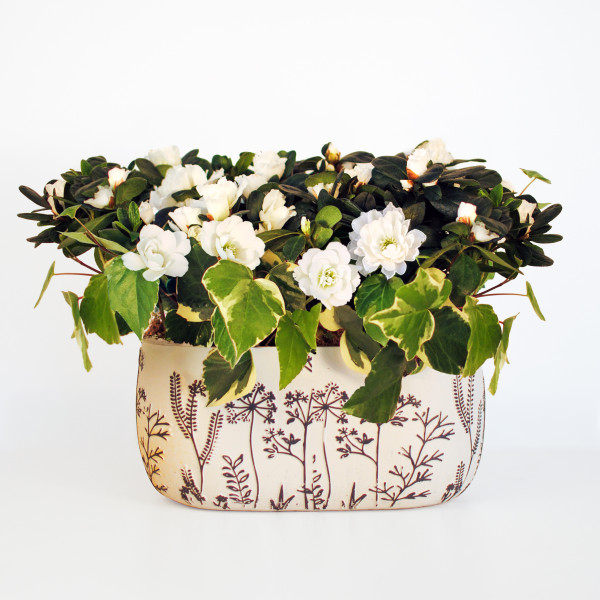 White Whisper Verdant Garden