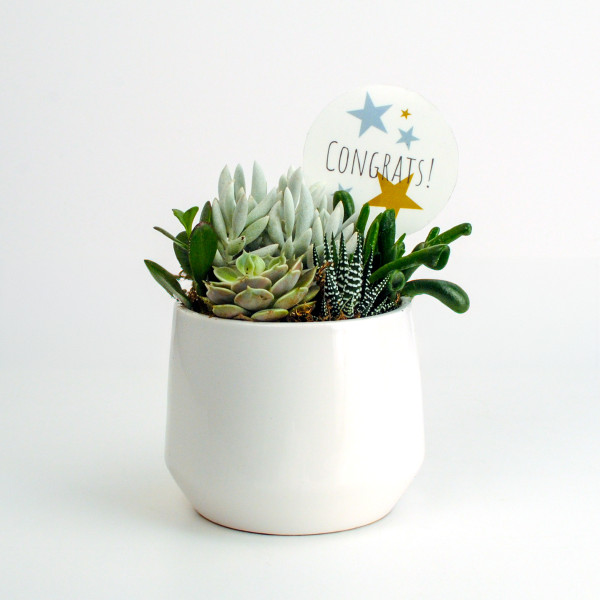 Succulent Celebration Garden