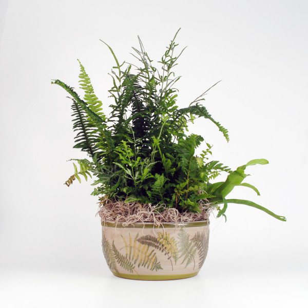 Forest Fern Planter