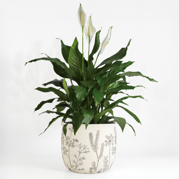 Peace Lily Verdant Planter