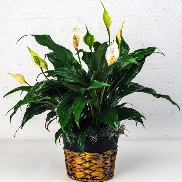 Modern Touch Spathiphyllum Plant