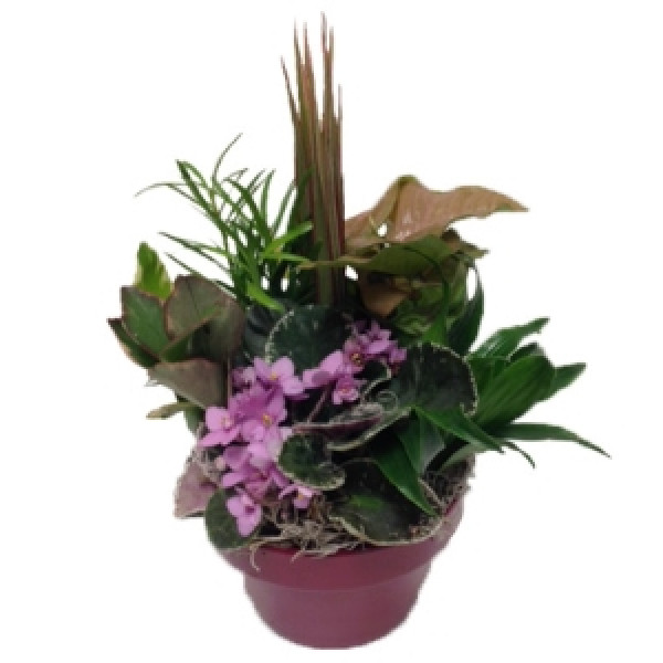 Dish Garden Ceramic Planter - Small