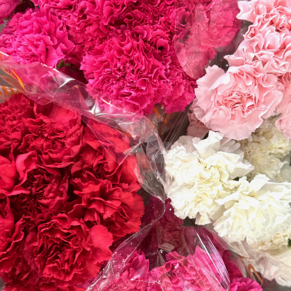 175 Fundraiser Carnations 