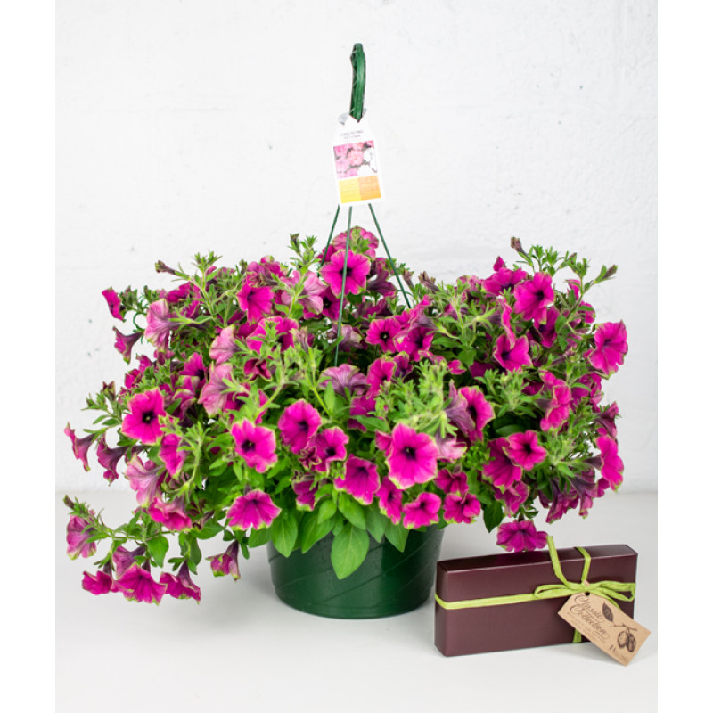 Download Mothers Day - Sweet Cascading Petunia Bundle - Best ...