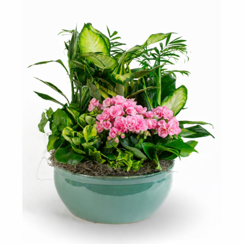 Blooming Love Dish Garden - Same Day Delivery