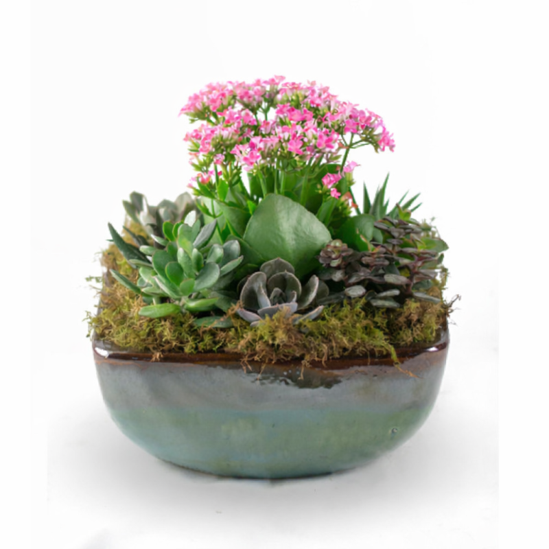 Serenity Succulent Garden - Same Day Delivery