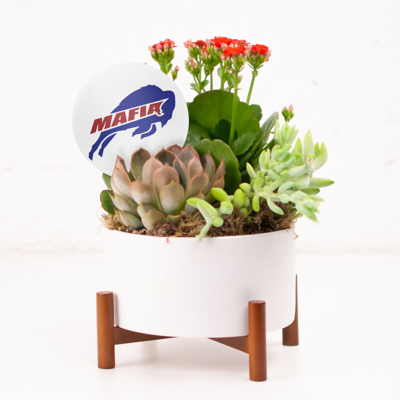 Bills Mafia Succulent Garden - Same Day Delivery