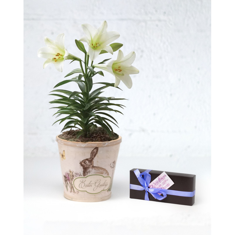 Easter Lily Plant and Wildflower Chocolate Duo - Same Day Delivery