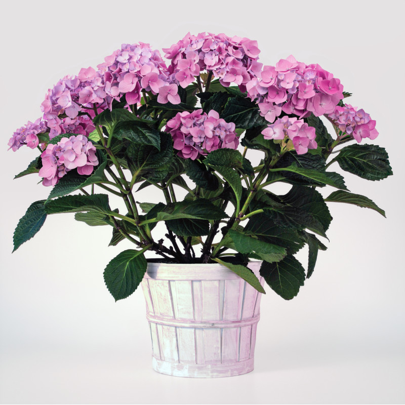 Pink Petal Hydrangea Plant - Same Day Delivery