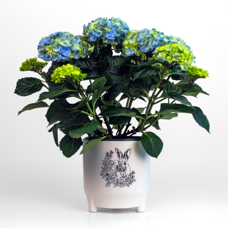 Blue Hydrangea Ceramic Planter - Same Day Delivery