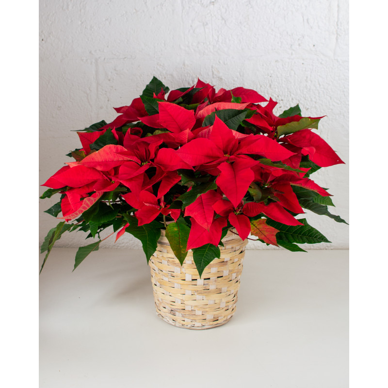 Poinsettia Out of Town Only - Same Day Delivery