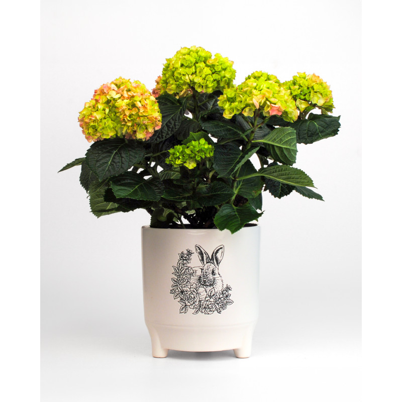 Pink Hydrangea Ceramic Planter - Same Day Delivery