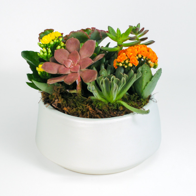 Serene Succulent Garden - Same Day Delivery