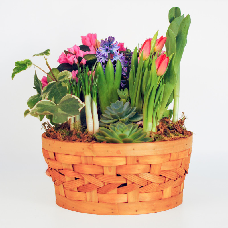 Spring Bulb Garden - Same Day Delivery