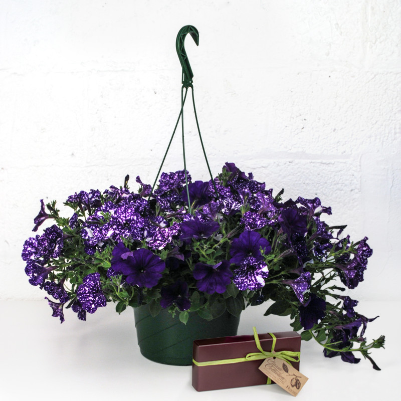 Sweet Cascading Petunia Bundle - Same Day Delivery