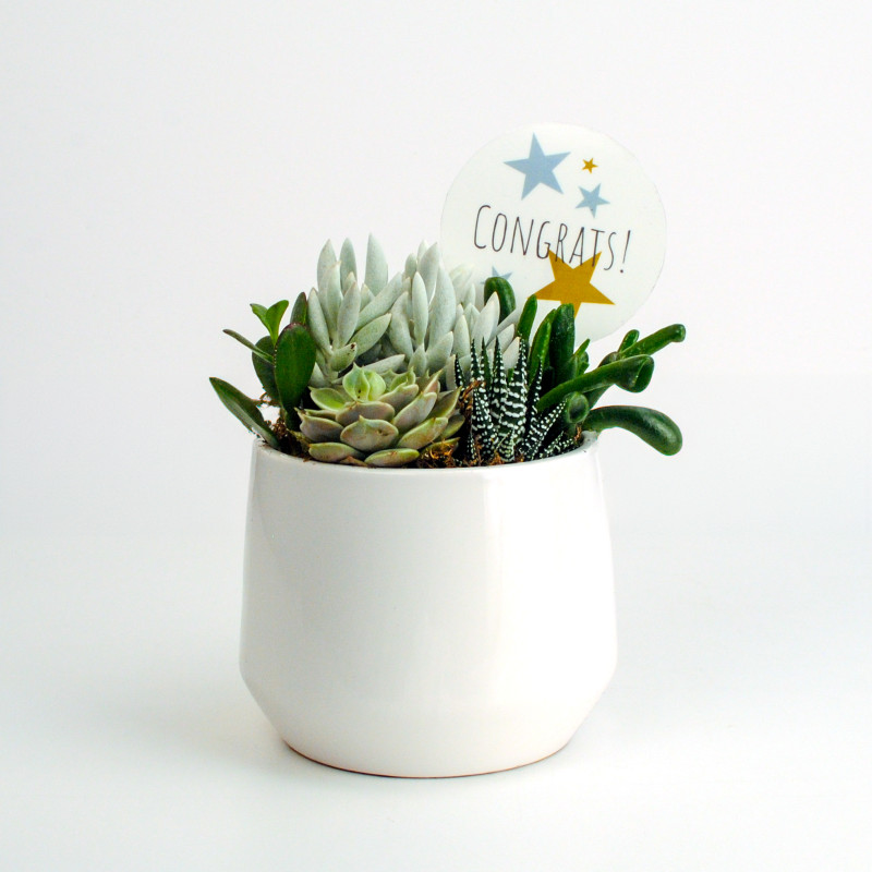 Succulent Celebration Garden - Same Day Delivery