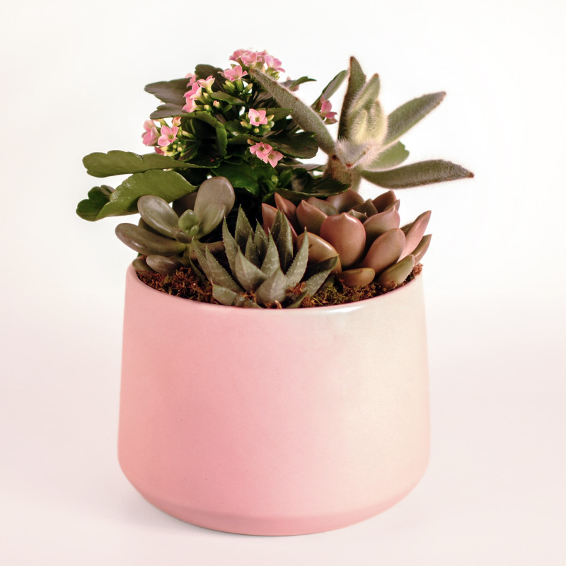 Blushing Succulent Garden Collection - Same Day Delivery