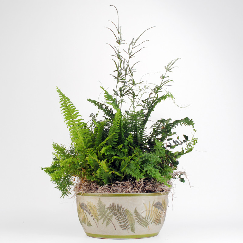 Forest Fern Garden Grande - Same Day Delivery