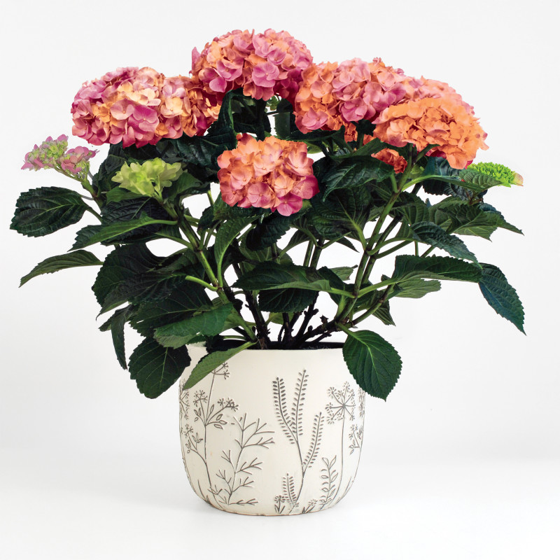 Pink Hydrangea Verdant Planter - Same Day Delivery
