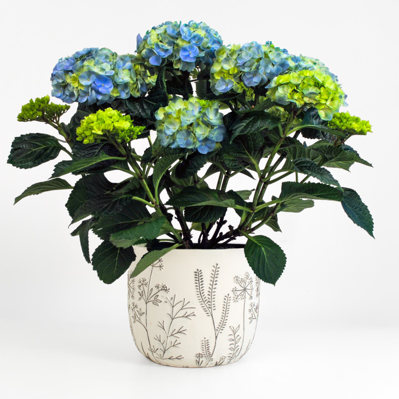Blue Hydrangea Verdant Planter - Same Day Delivery