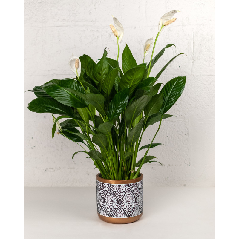 Golden Elegance Spathiphyllum Plant - Same Day Delivery