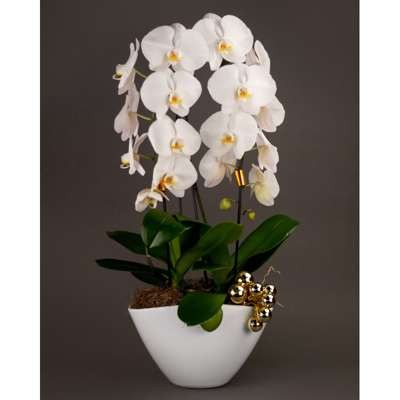 Elegant Holiday Orchid Garden - Same Day Delivery
