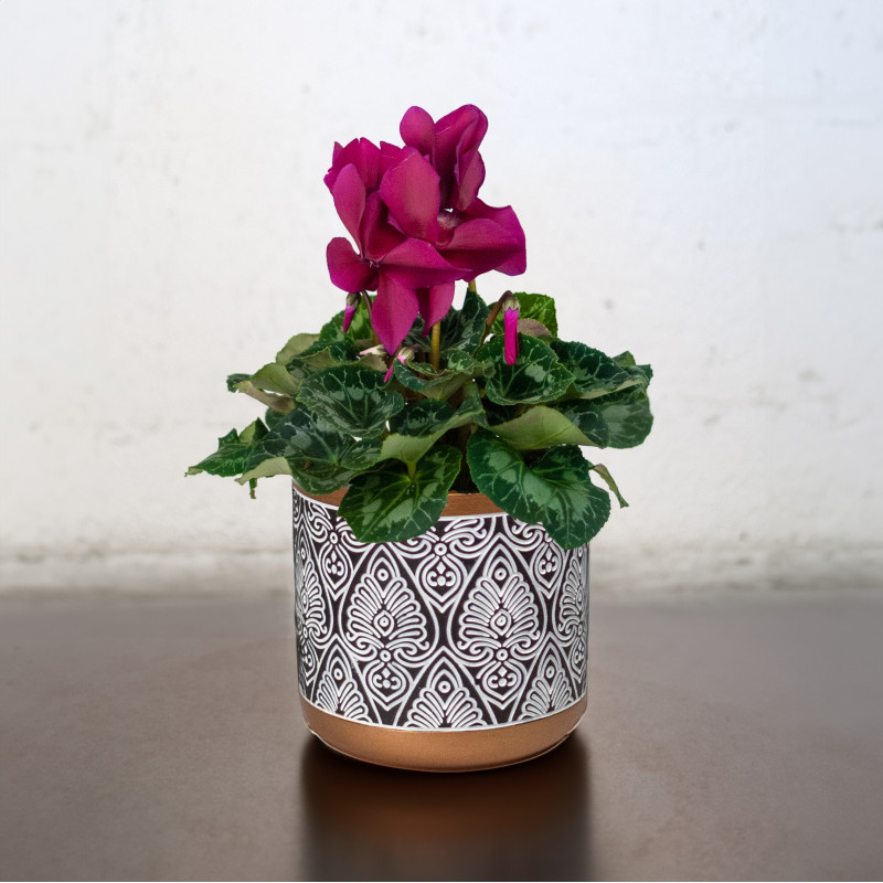 Blooming Cyclamen Plant - Same Day Delivery