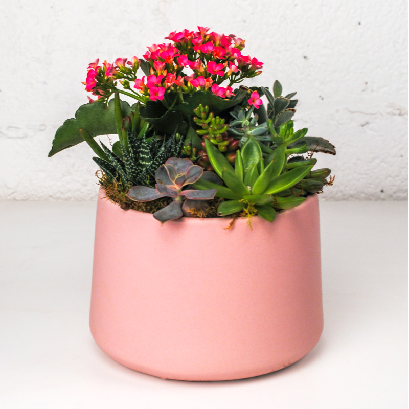 Succulent Chic Pink Planter - Same Day Delivery