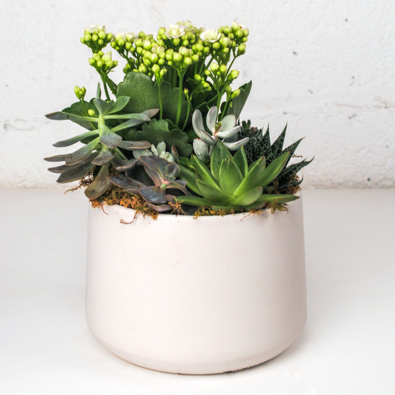 Chic Oasis Succulent Planter - Same Day Delivery
