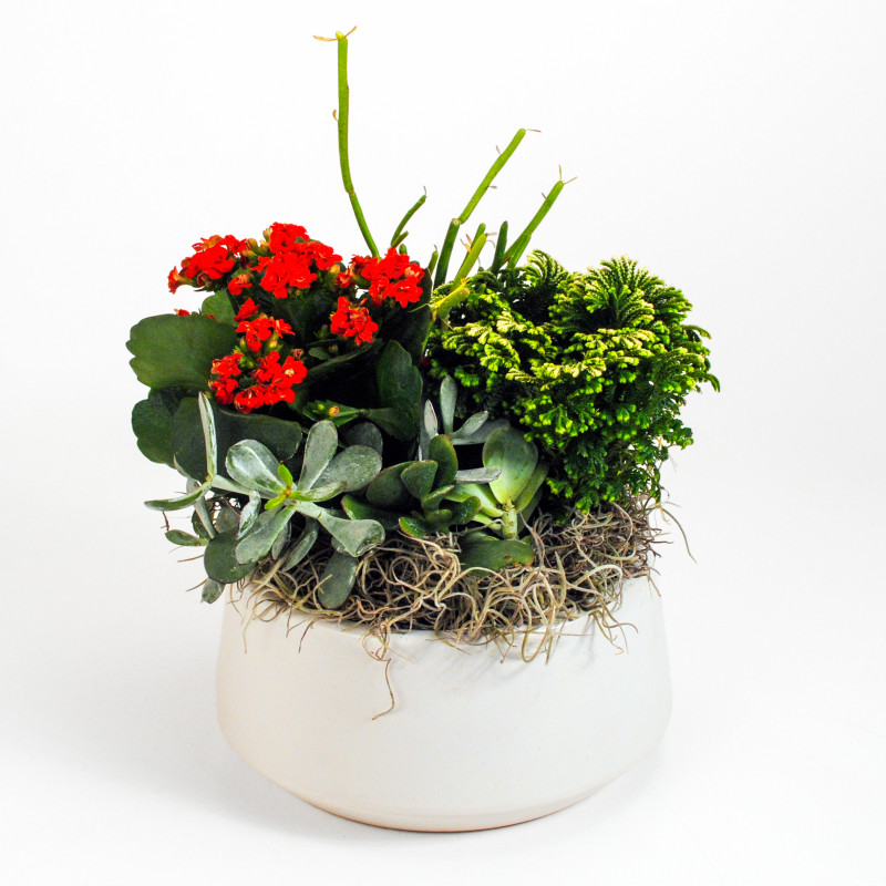 Holiday Succulent Garden - Same Day Delivery