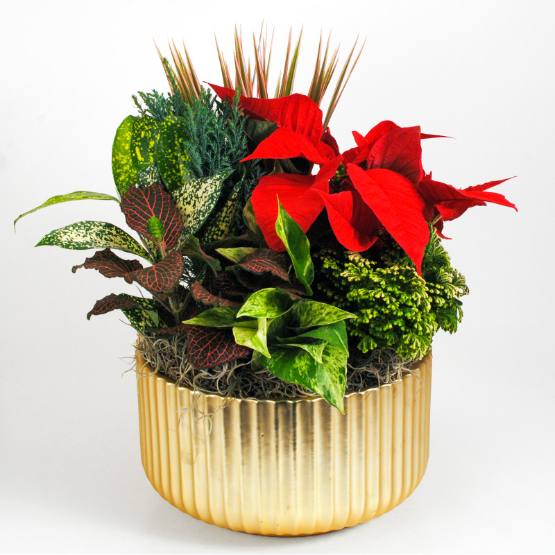 Holiday on Park Avenue Dish Garden - Same Day Delivery