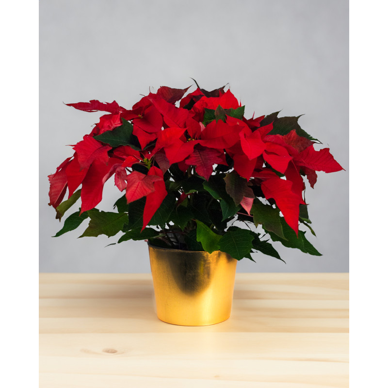 Golden Glow Poinsettia Plant - Same Day Delivery