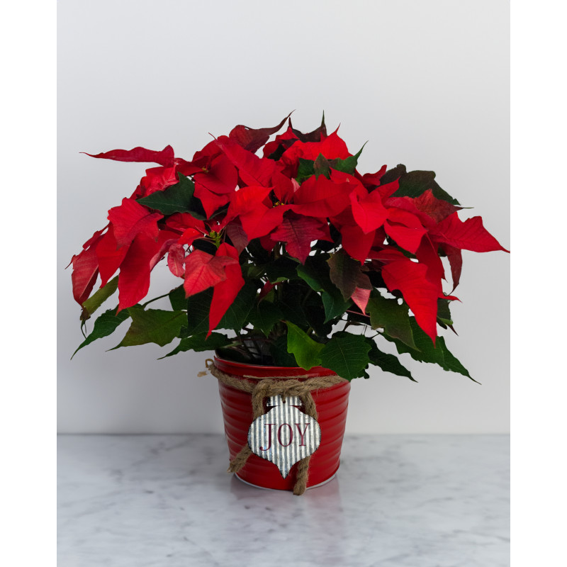 Joy to the World Poinsettia Plant - Same Day Delivery