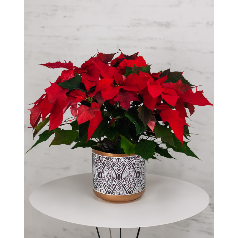 Modern Holiday Potted Poinsettia Plant - Same Day Delivery