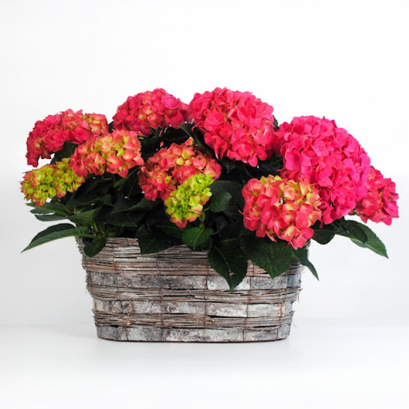 Double Bloomer Pink Hydrangea Planter - Same Day Delivery