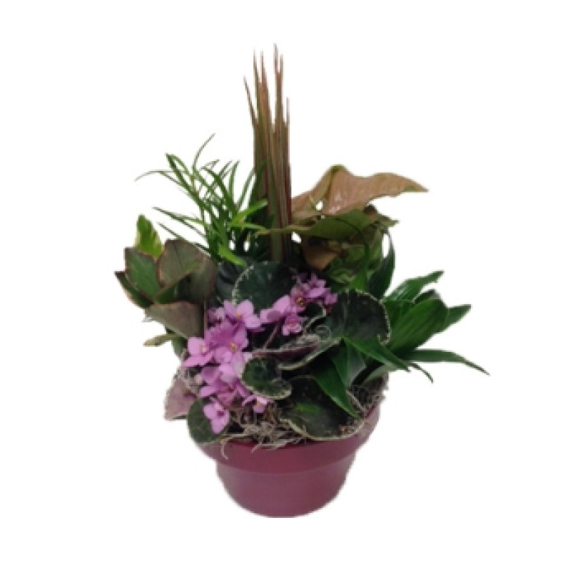 Dish Garden Ceramic Planter - Small - Same Day Delivery