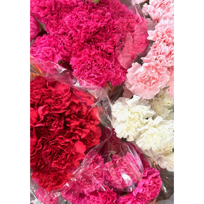 175 Fundraiser Carnations  - Same Day Delivery