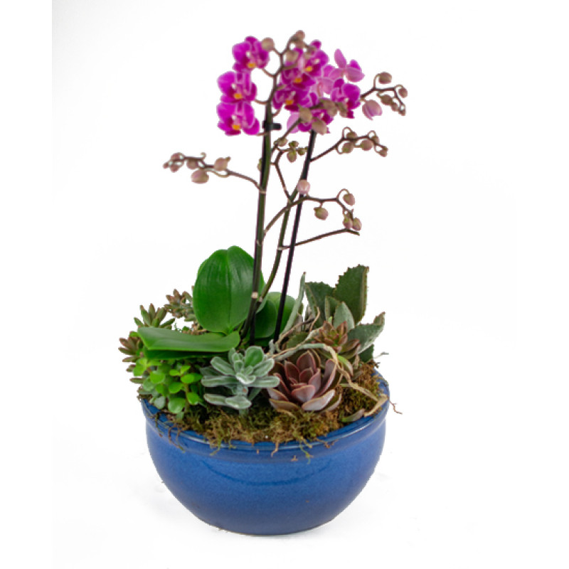 Dish Gardens Small Orchid And Succulent Garden Best Florist In Rochester Ny Rockcastle Florist Same Day Flower Delivery Rockcastle Florist
