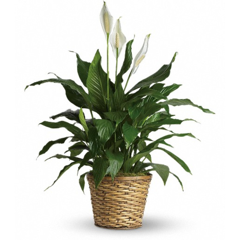 Simply Elegant Spathiphyllum - Medium - Same Day Delivery
