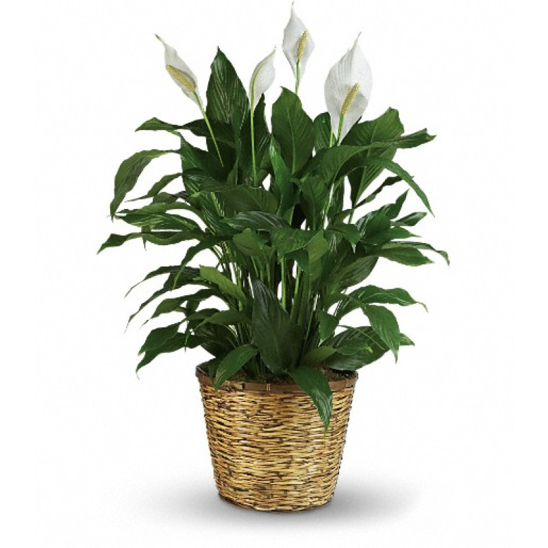 Simply Elegant Spathiphyllum - Large - Same Day Delivery